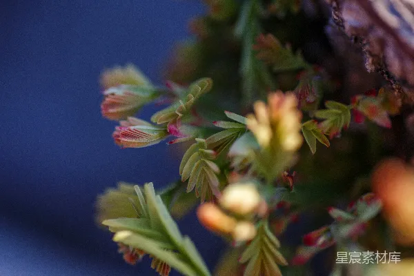 高清摄影 一朵小花的特写镜头中的植物