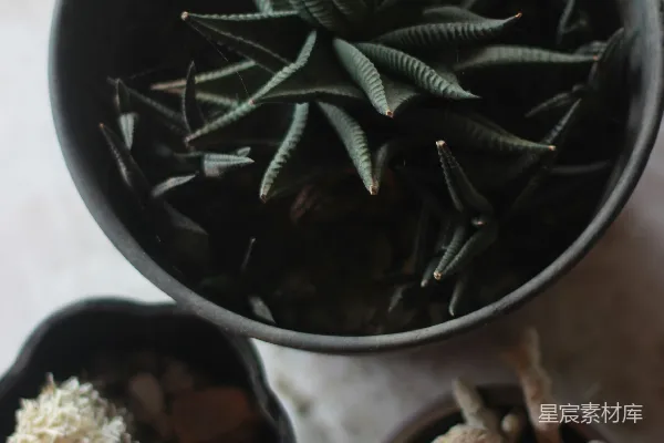 高清摄影 黑色圆形花盆中的绿色植物