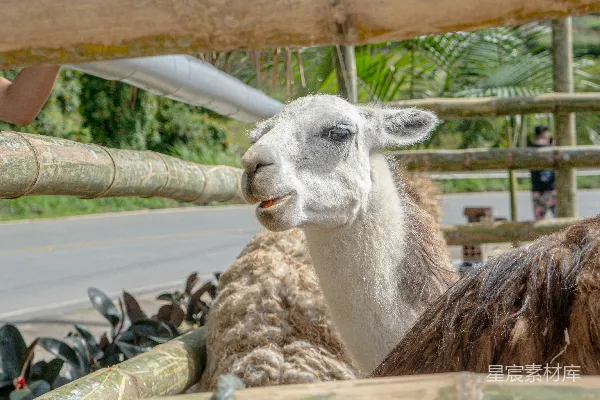 高清摄影 两只 llama 侧对着侧着站立在彼此旁边。