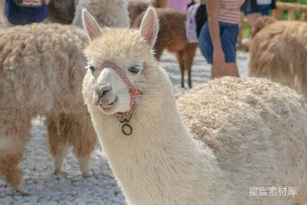 高清摄影 一群 llama 正站在一个围栏里。