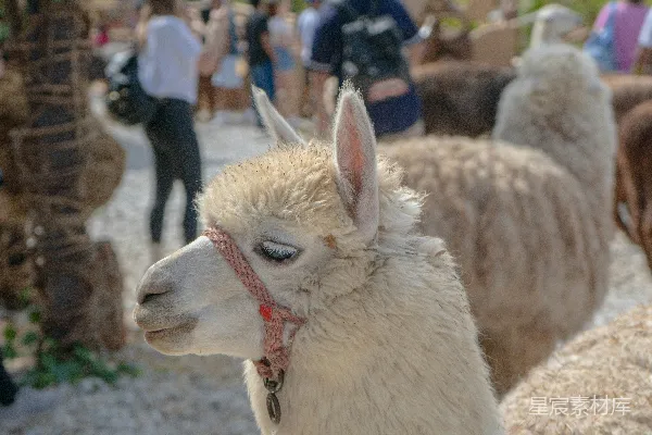 高清摄影 一群 llama 正在站立在一起。