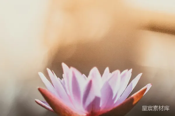 高清摄影 浅聚焦摄影紫花