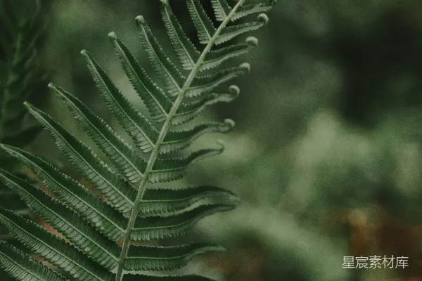 高清摄影 凤梨植物