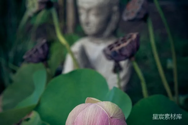 高清摄影 浅聚焦花卉照片