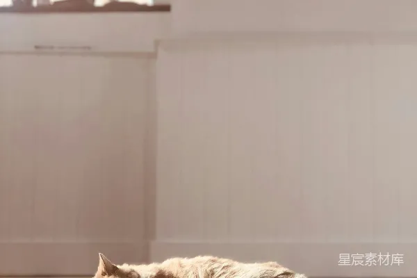 高清摄影 橘色花斑猫躺在蓝色的床上。