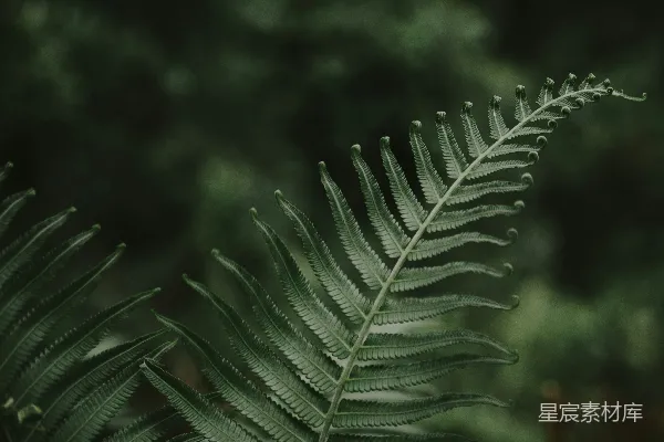高清摄影 蕨类植物
