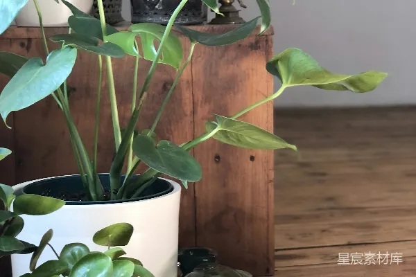 高清摄影 一排盆栽植物摆放在木制桌子上