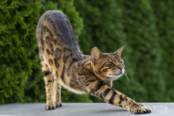 高清摄影 脑袋上顶着一块大石头的猫