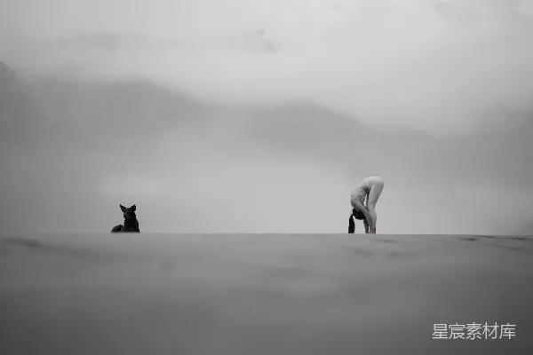 高清摄影 几只狗站在海滩上