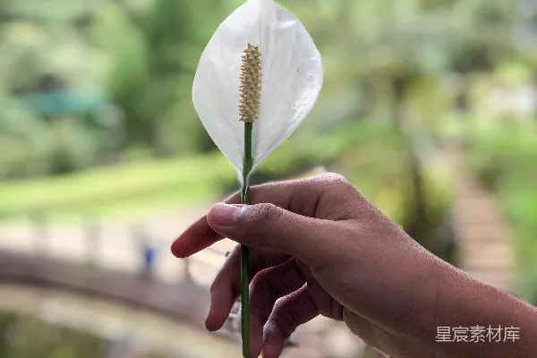 高清摄影 手里拿着一朵花的人