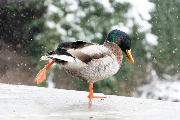 高清摄影 站在雪中的鸭子站在 ledge 上
