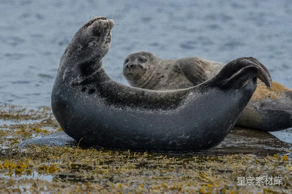 高清摄影 海边的两只 seals
