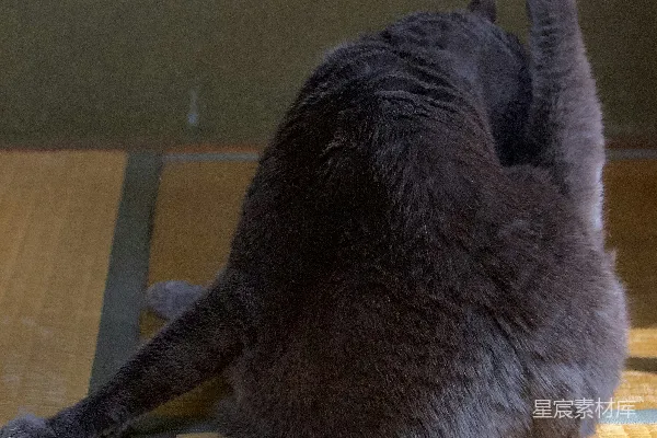 高清摄影 俄罗斯蓝猫躺在棕色的编织椅上
