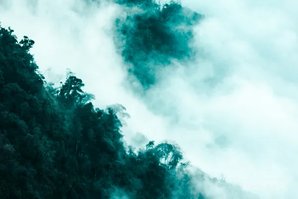高清摄影 绿树白云间