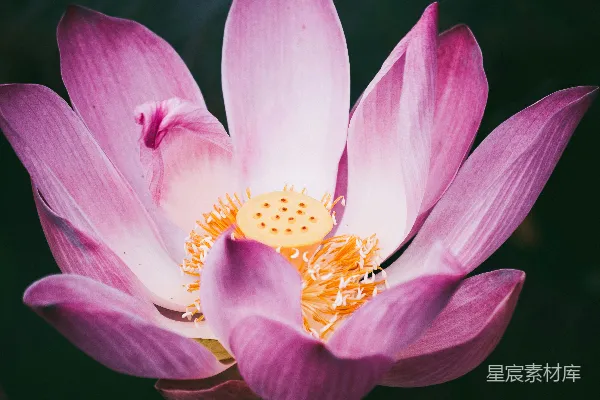 高清摄影 粉色和黄色花朵的 macro  photography