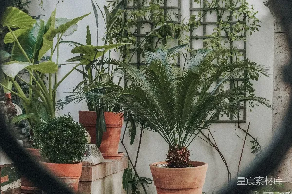 高清摄影 一排排摆放在一起的盆栽植物