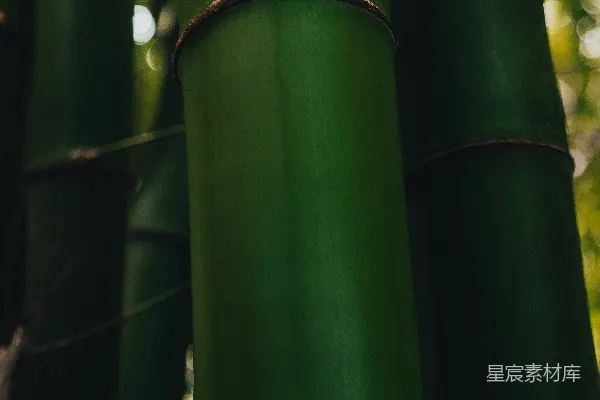 高清摄影 森林中一群高大的翠绿色竹子的群落