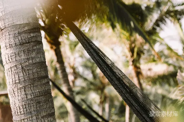 高清摄影 两棵棕榈树间挂着吊床