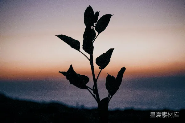 高清摄影 植物的轮廓