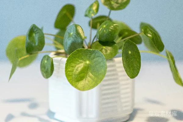 高清摄影 绿色植物放在白色陶瓷盆中