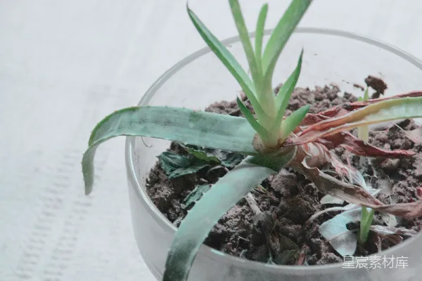 高清摄影 绿色植物放在白色花盆中