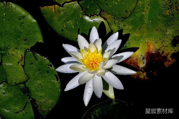 高清摄影 池塘里一朵白色的荷花和黄色的睡莲