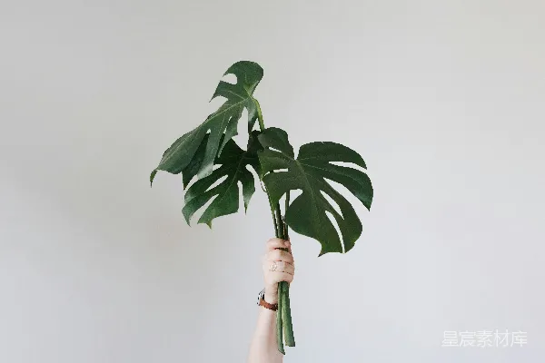 高清摄影 一个人的手拿着一株大绿植