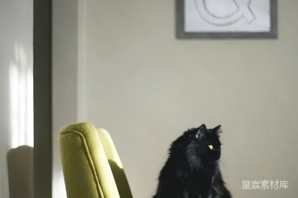 黑猫坐在绿色的沙发上被阳光照到。