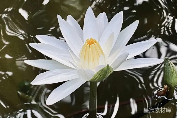 高清摄影 池塘里一朵白花