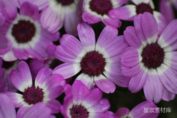 高清摄影 一朵花束的特写镜头，全是紫色的花朵