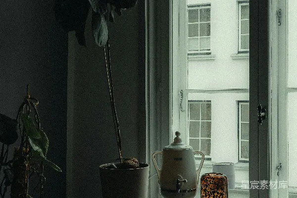 高清摄影 一盆盆栽植物放在靠近窗户的桌子上