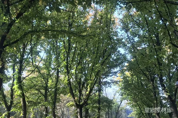 高清摄影 一个有许多树木和地面上落叶的公园
