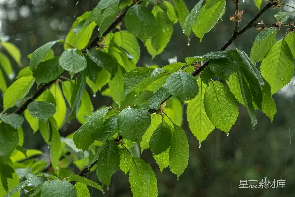 高清摄影 雨中的一根枝条上长满了绿叶