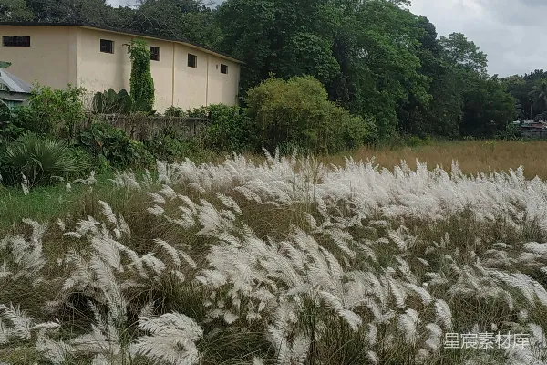 背景中有座房子的一片草丛
