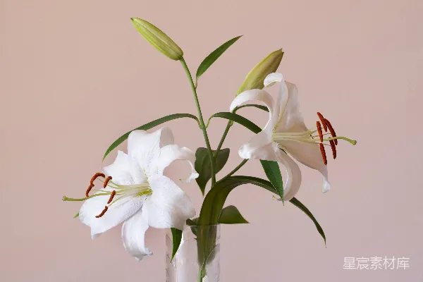 高清摄影 透明玻璃花瓶中的白色花朵