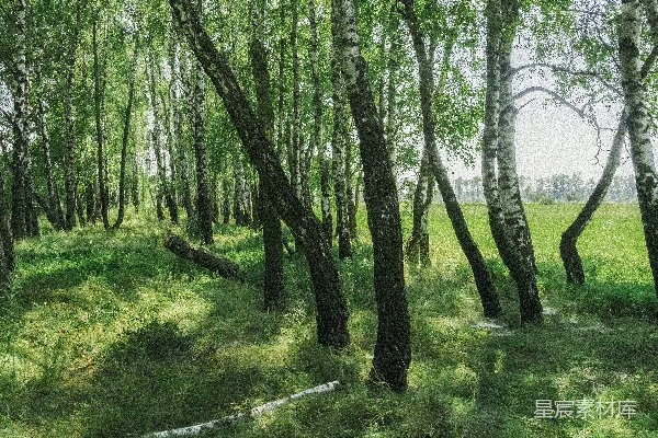 高清摄影 草地上的一幅树木画