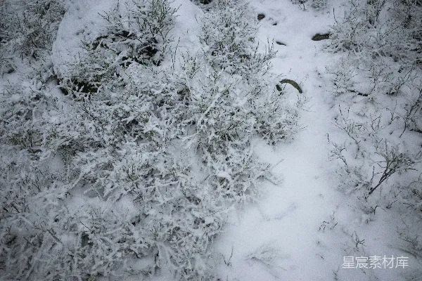 覆盖雪地上的绿色植物