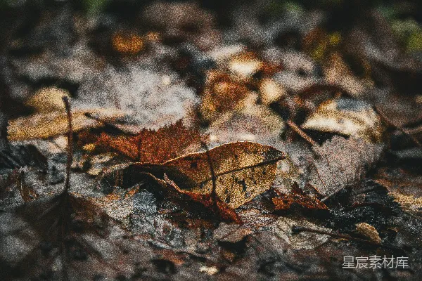 地上的几片叶子