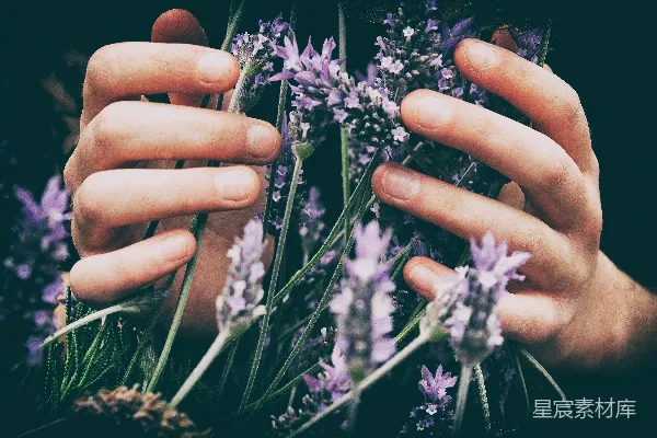 高清摄影 人触摸紫色花瓣的花朵