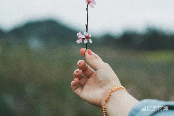 高清摄影 手持粉红色花朵的人