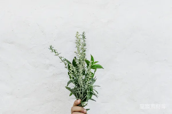 高清摄影 手持绿植的人