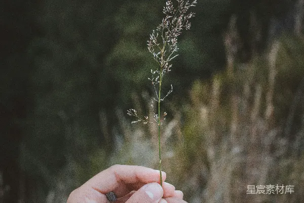 高清摄影 倾斜摄影中手持一朵白花的人