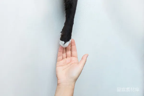 高清摄影 手持黑色短毛猫的人