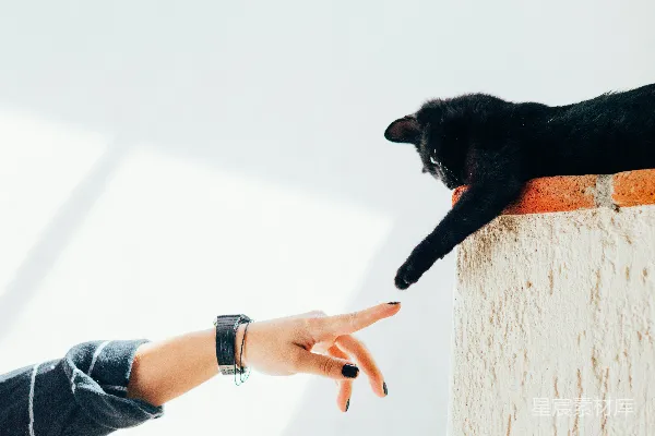 高清摄影 女人与猫牵手