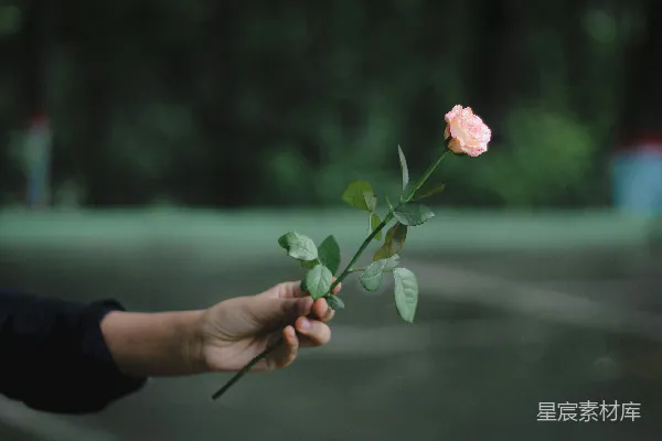 高清摄影 手中握有一朵玫瑰的人