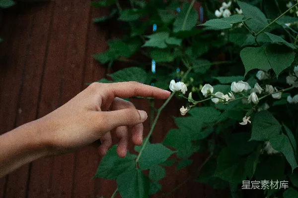高清摄影 伸手去摘灌木上的花朵