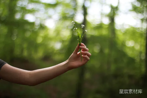高清摄影 聚焦摄影中的人物手持白色花瓣花的选拍