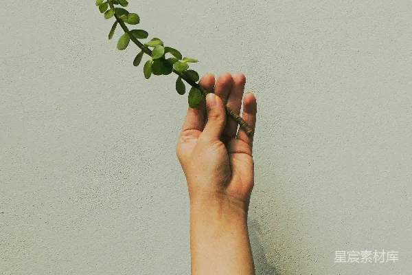 高清摄影 手持绿色植物的人靠近白色墙壁