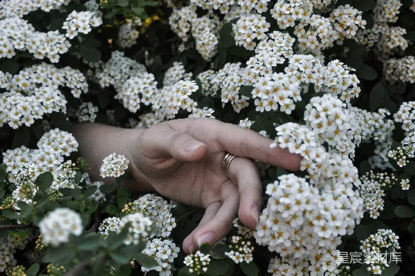 高清摄影 人的手穿过白色簇花之间