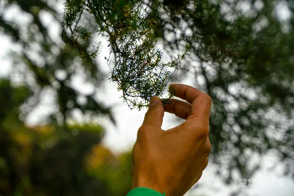高清摄影 一只手拿着植物